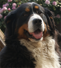 Farah de Zandvijver, Bernese Mountaindog